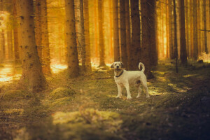 perro, bosque, el sol