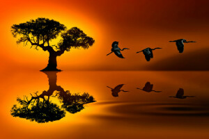 birds, reflection, SUNSET JOURNEY, tree