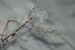 Oddział, zimno, szary, lód, makro, gałązka, zimowy