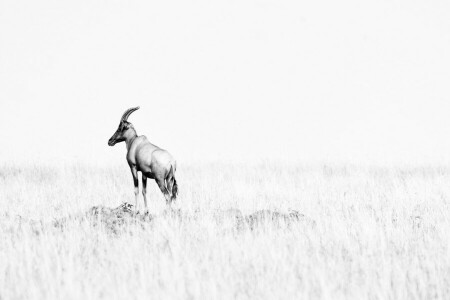 antilope, Savana, spazio