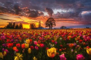 Feld, Blumen, Natur, Frühling, Sonnenuntergang, der Abend, Tulpen