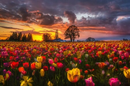 champ, fleurs, la nature, printemps, le coucher du soleil, le soir, tulipes