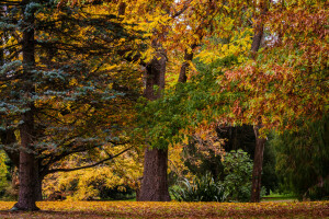 ősz, Christchurch, levelek, Új Zéland, Park, fák