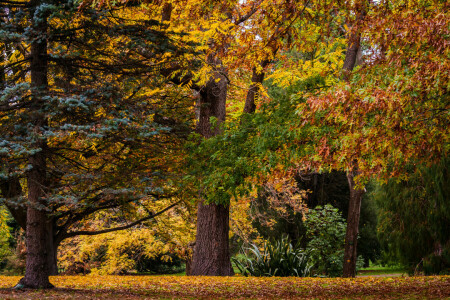 efterår, Christchurch, blade, New Zealand, Parkere, træer