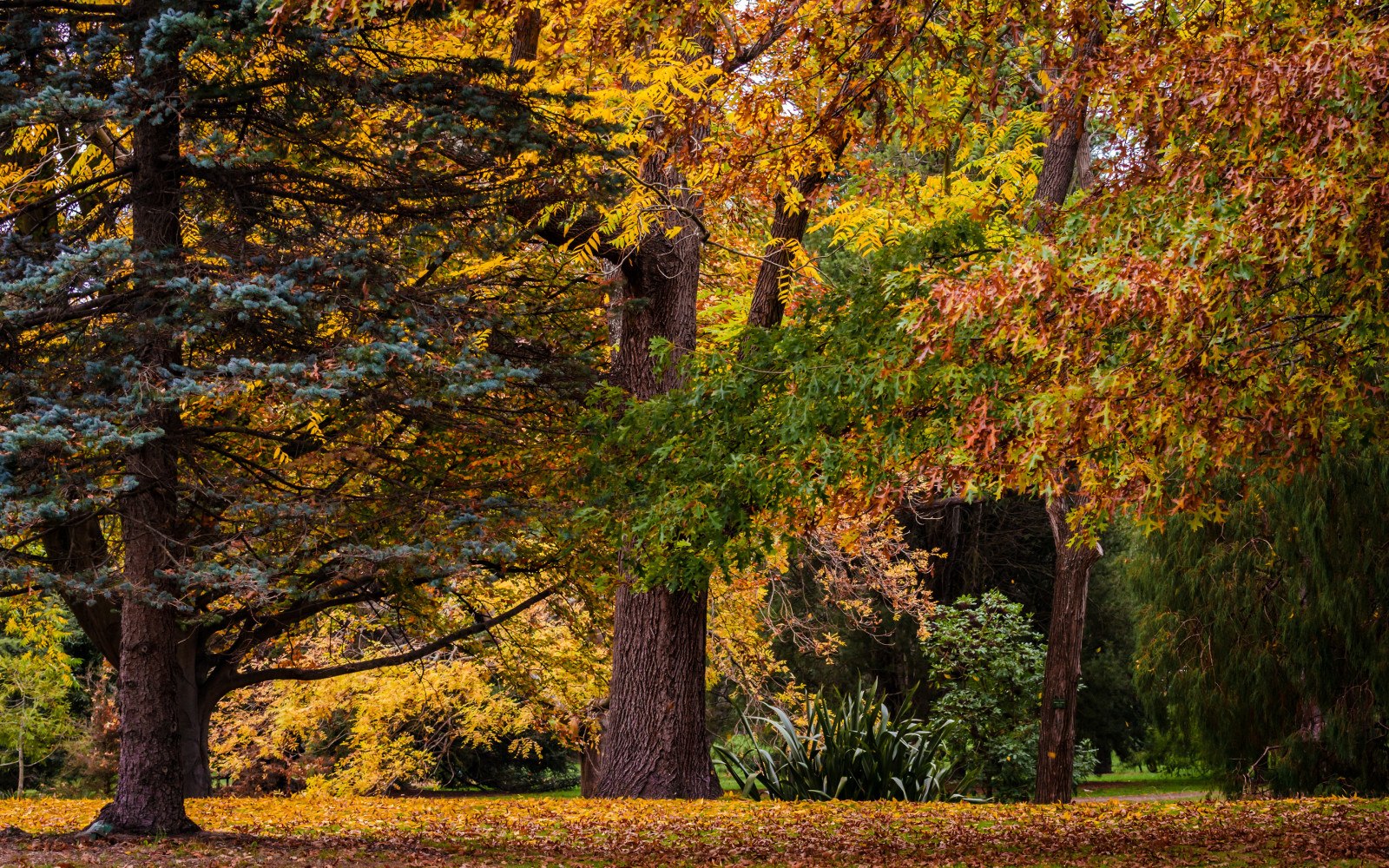 jesień, Park, drzewa, pozostawia, Nowa Zelandia, Christchurch