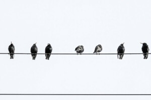 background, birds, wire