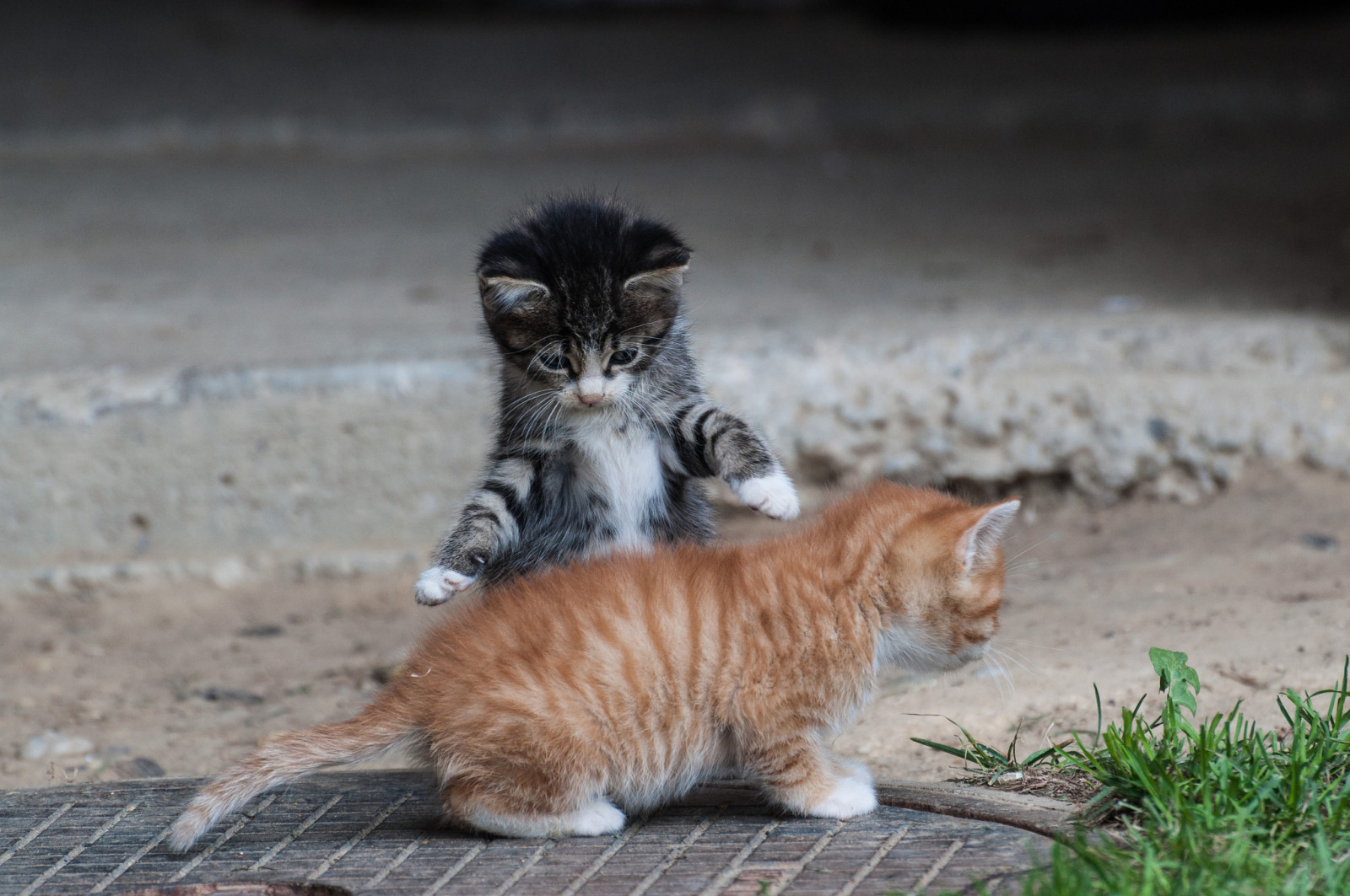 zomer, poten, spel, kittens