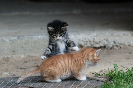 juego, gatitos, piernas, verano