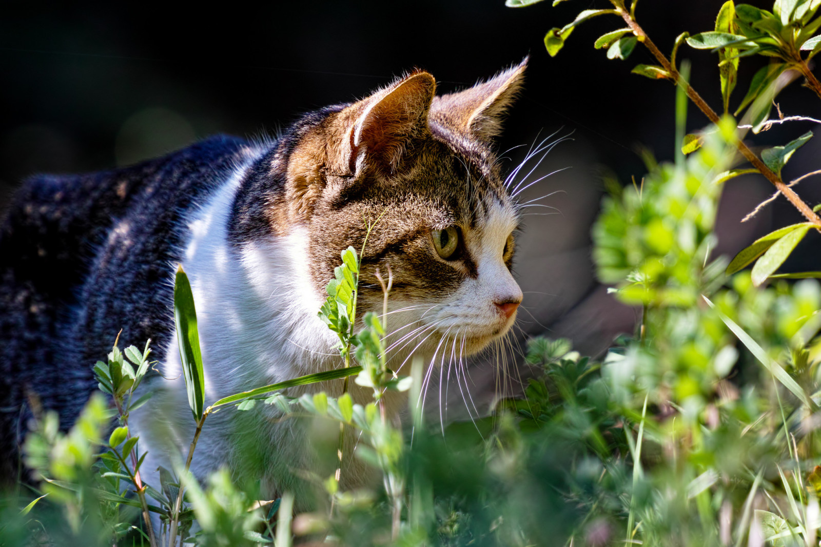 gras, kat, zomer, planten