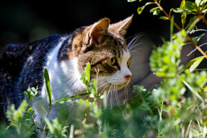 katt, gress, planter, sommer