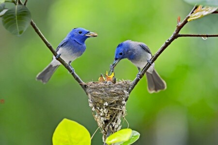 background, birds, nature