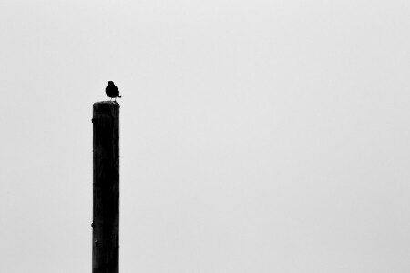 background, bird, post