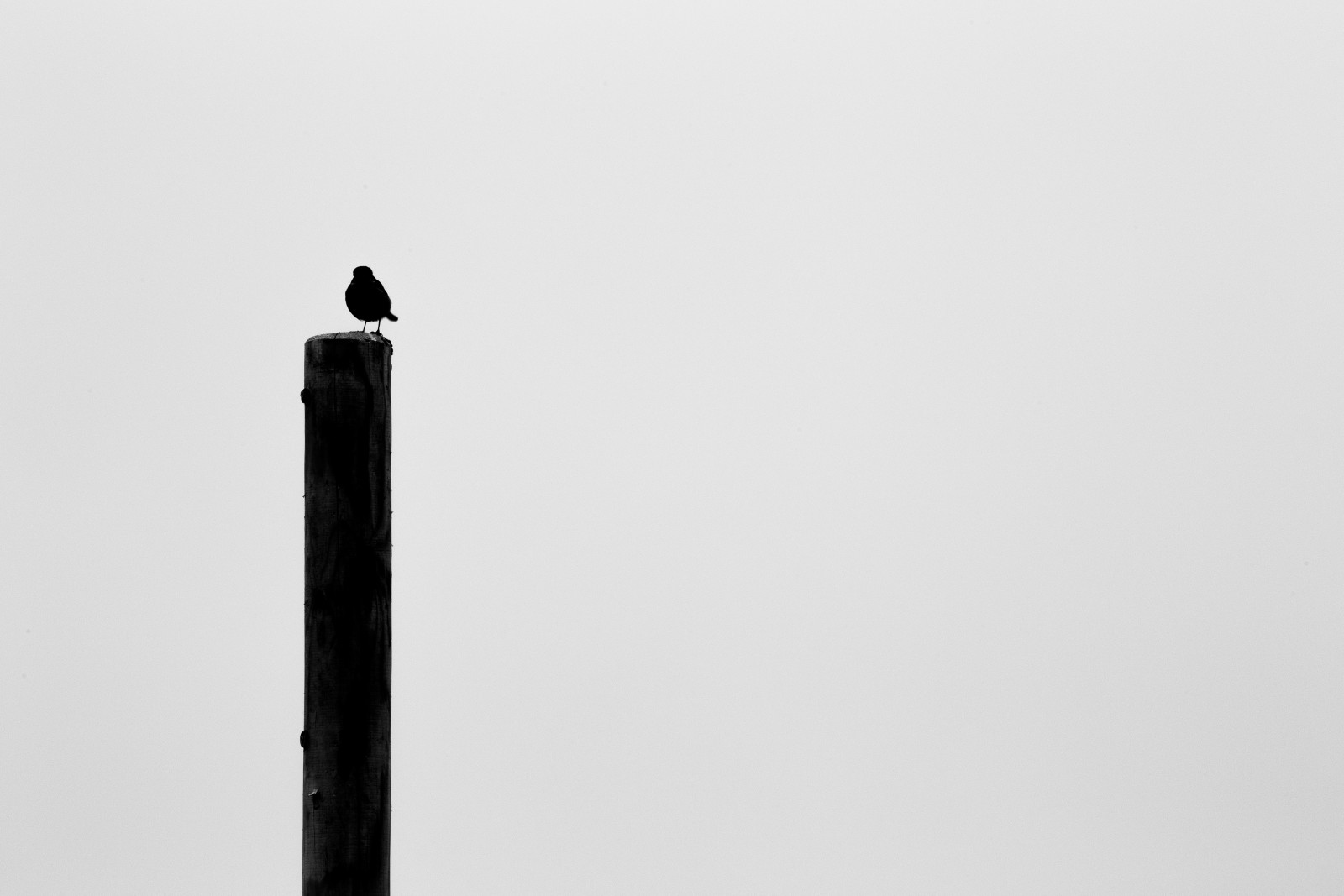 Hintergrund, Vogel, Post