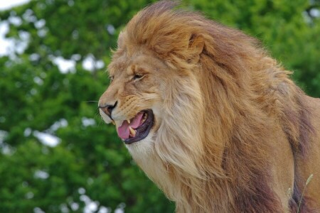 Leeuw, manen, de koning der dieren