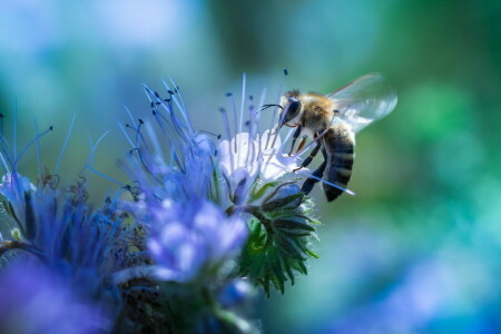 abeille, fleur, la nature