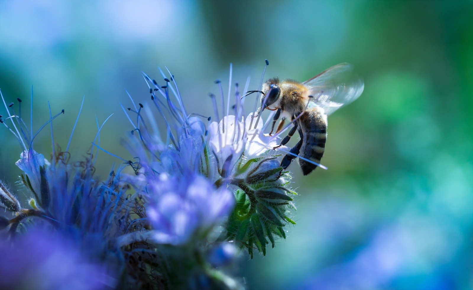 naturaleza, flor, abeja