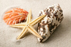 beach, sand, seashells, shell, starfish