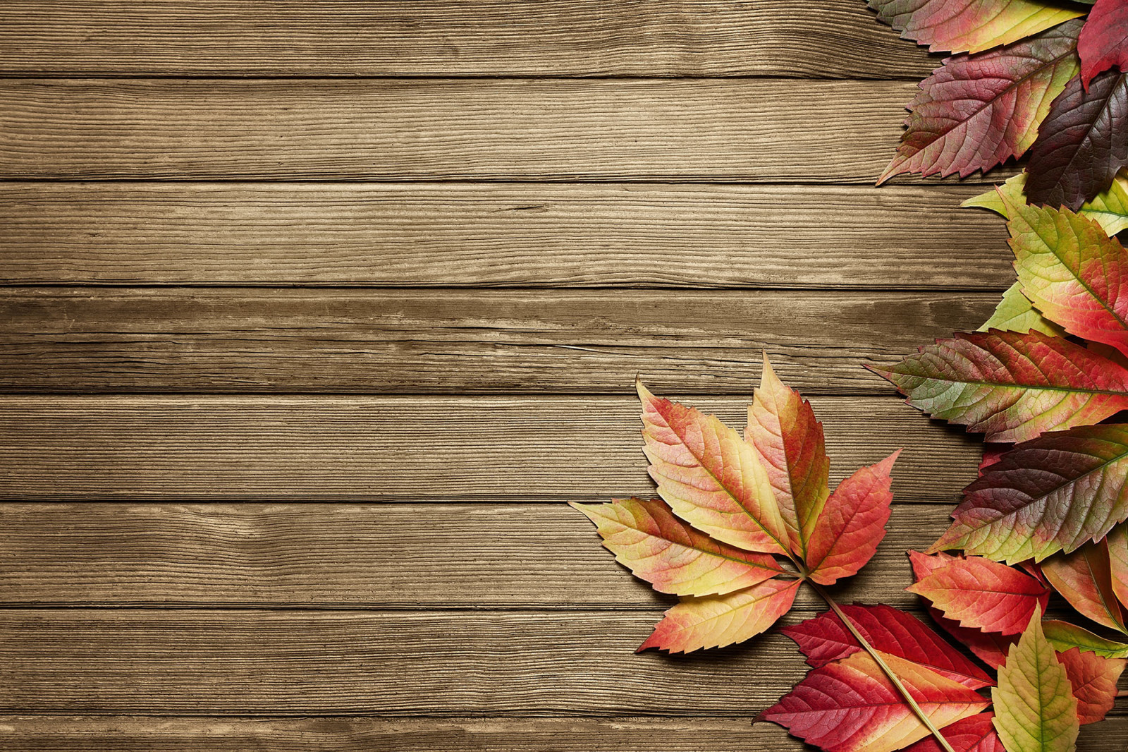 wood, autumn, leaves, pattern