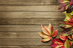 autumn, leaves, pattern, wood