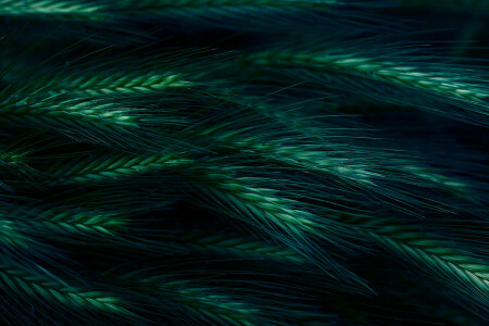 macro, spikelets, the dark background