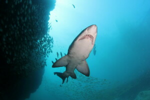 poisson, mer, requin