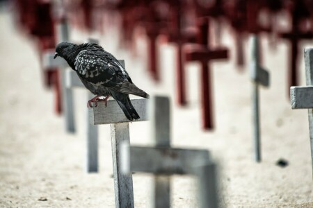 California, memorial