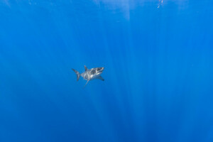 naturaleza, mar, tiburón