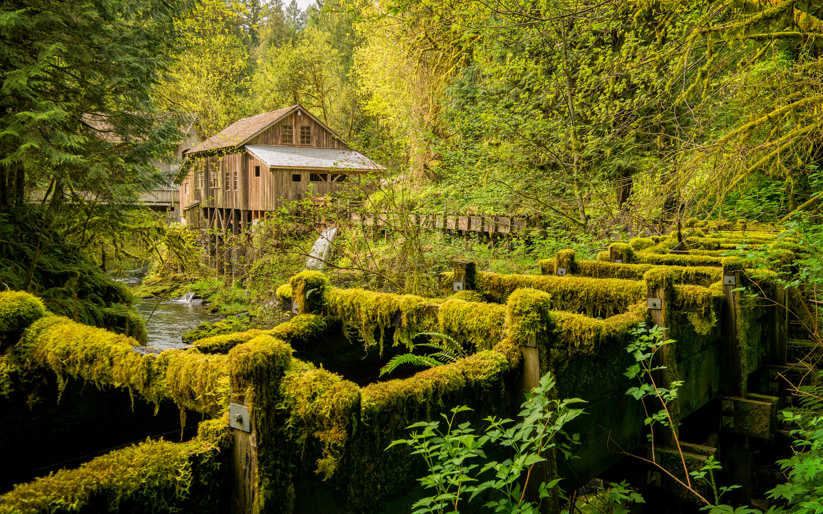 floresta, rio, árvores, EUA, moinho, Washington, Cedar Creek, Grist Mill