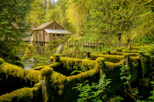 Cedar Creek, floresta, Grist Mill, moinho, rio, árvores, EUA, Washington