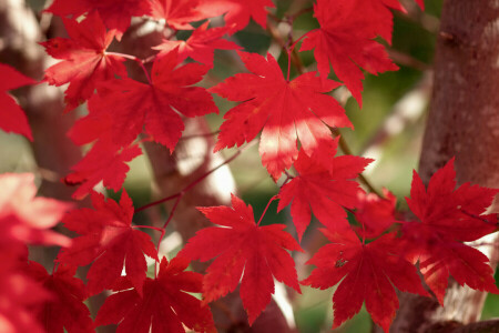 autunno, le foglie, acero, Il cremisi