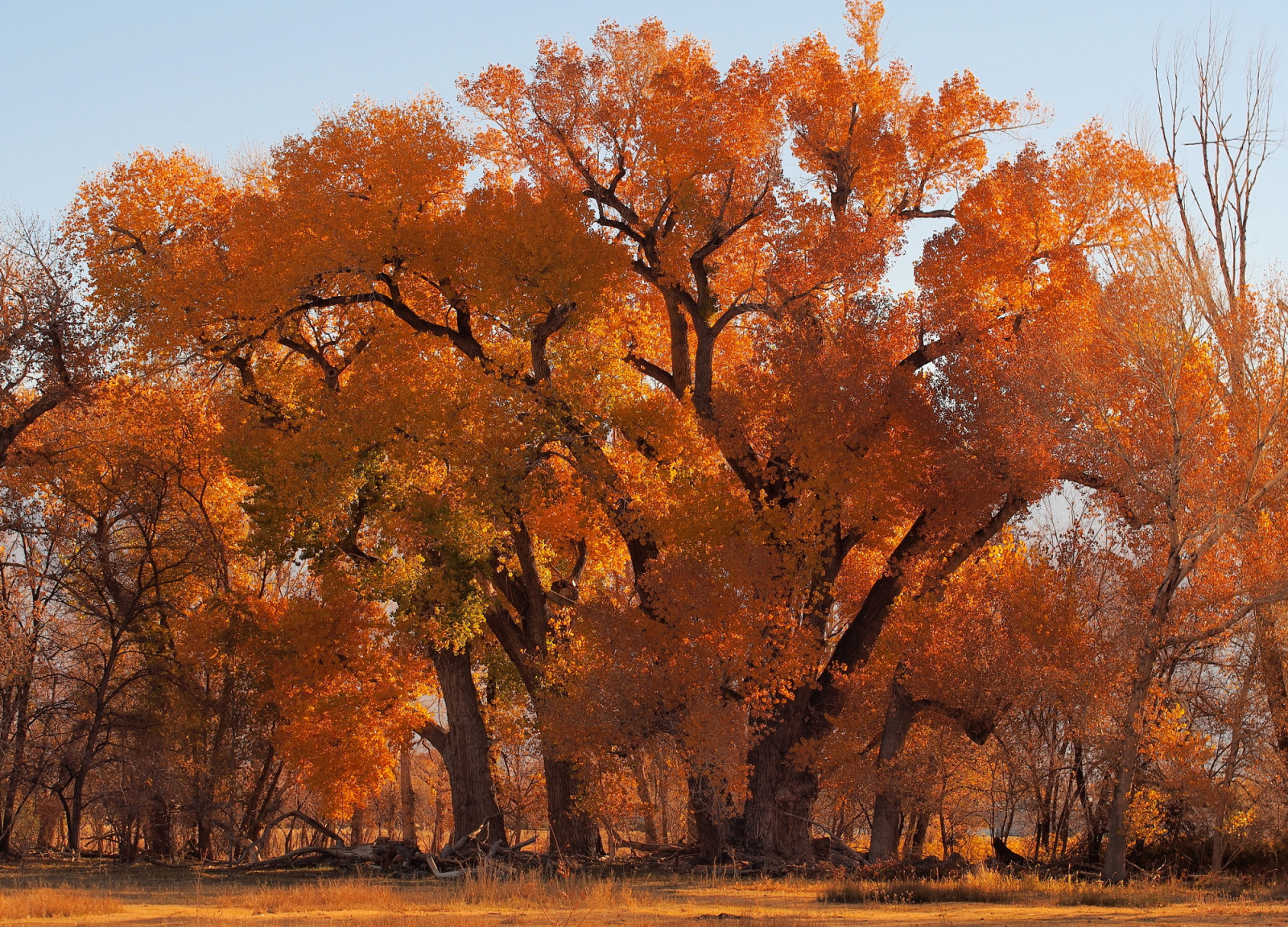 árbol, otoño, el cielo, hojas