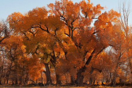 herfst, bladeren, de lucht, boom