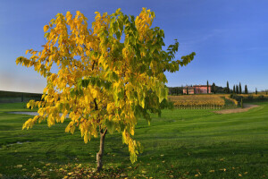 autunno, campo, erba, collina, casa, Italia, le foglie, il cielo