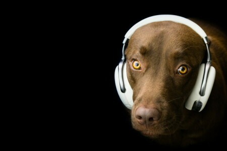 dog, each, Headphones, look