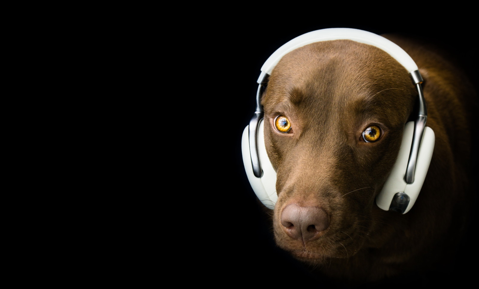 look, dog, each, Headphones