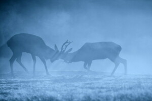 Hirsch, Nebel, Morgen