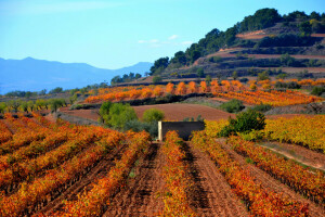 Cataluña, campo, montañas, plantación, España