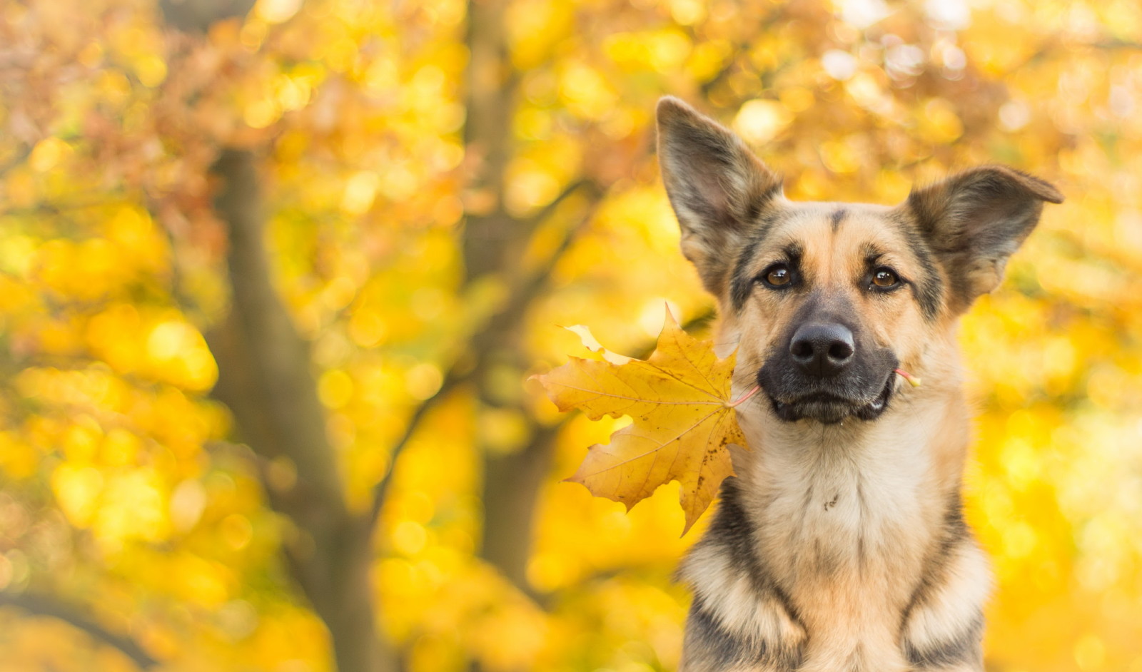 efterår, se, hund, hver