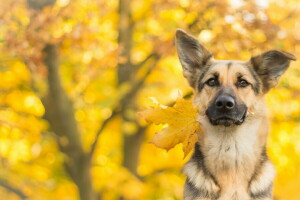 sonbahar, köpek, her biri, bak