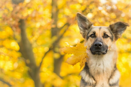 l'automne, chien, chaque, Regardez