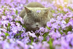 Katze, Blumen, Phlox