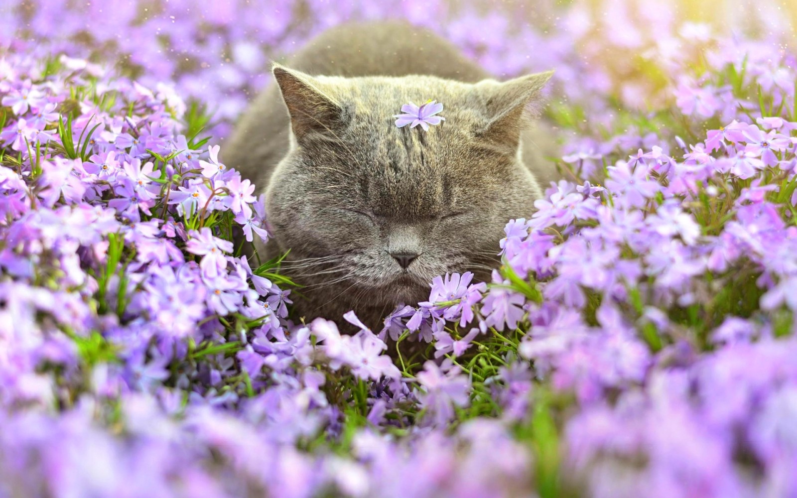 gatto, fiori, Phlox