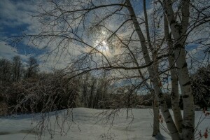 floresta, a noite, árvores, inverno