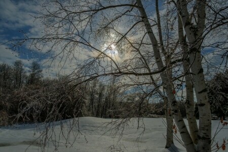 Woud, de avond, bomen, winter