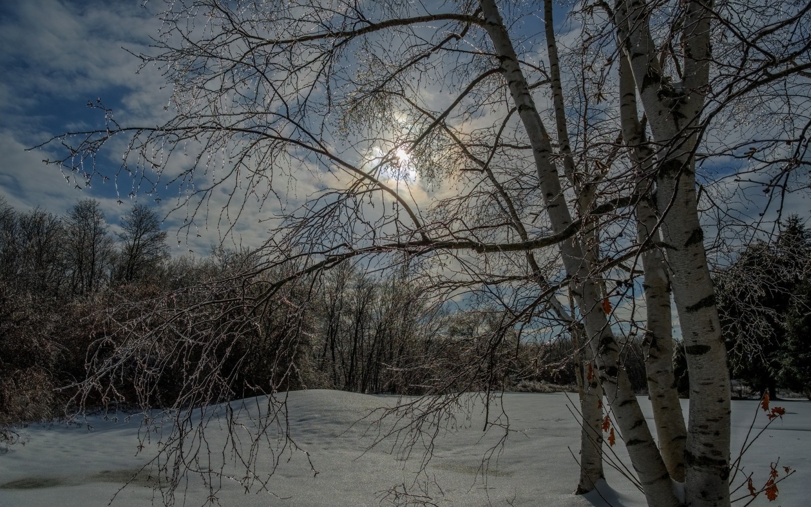 forêt, le soir, hiver, des arbres