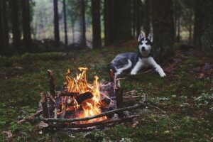 dog, fire, forest, husky, the fire