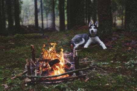 hund, ild, Skov, husky, ilden