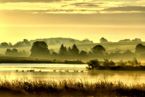 birds, fog, hills, lake, river, trees