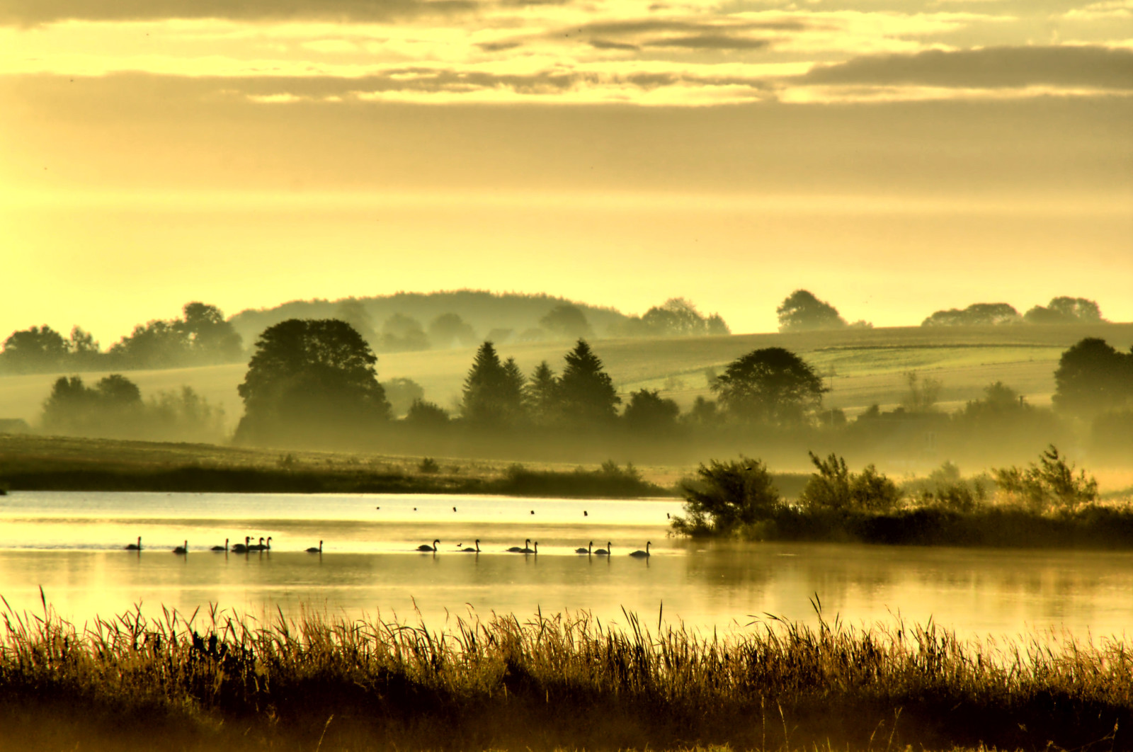 river, lake, trees, hills, fog, birds