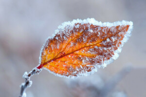 autumn, crystals, frost, ice, sheet